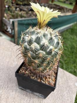 Preview: Coryphantha palmeri